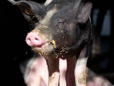 Bild 15 aus  BiolandHof Röttenbacher