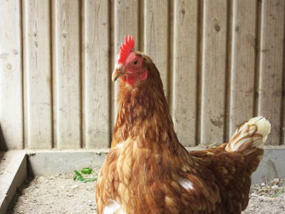 Bild 12 aus  Ferienhof Wibbeling am Hemmelsdorfer See