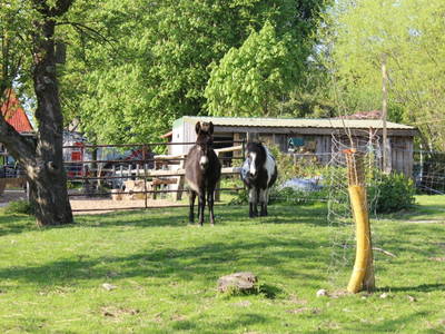 Eselin Rosi und Pony Fritzchen auf der Hausweide