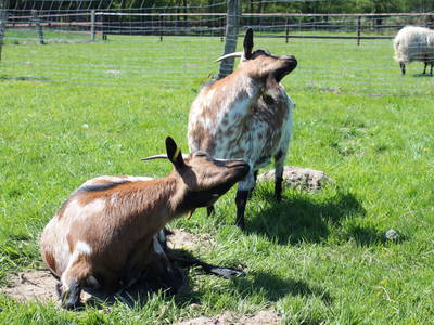 Bild 14 aus  Ferienhof Meinerdingen GbR