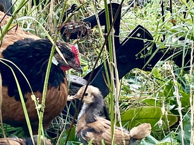 Bild 17 aus  Ferienhof Rauchhaus