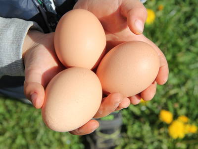 Bild 7 aus  Boznermüllerhof