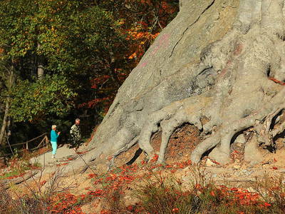 Bild 66 aus  Paulas Bauernhof im Bayerischen Wald