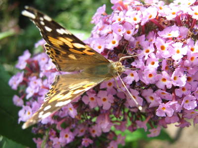 Bild 4 aus  Ferienhof Haselheide