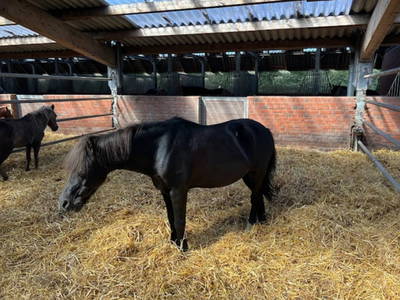 Bild 6 aus  Reiterhof Tramm