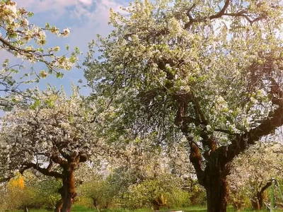 Bild 15 aus  Ostsee Baumhaushotel Schleswig-Holstein