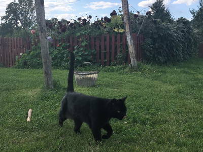 Bild 7 aus  Ferienhof Tillich - Erholsamer Landurlaub nahe dem Spreewald