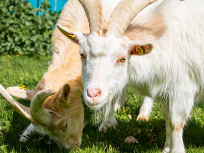 Bild 17 aus  Mitteltalhof "Lebensraum mit Vision"