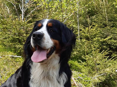 Bild 5 aus  Rebbeshof