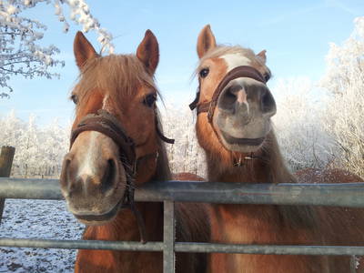 Winston und Willi unsere Kutschpferde