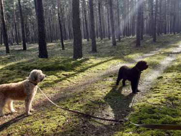 Bild 70 aus  Erlenhof im Oderbruch - Rund ums Schaf