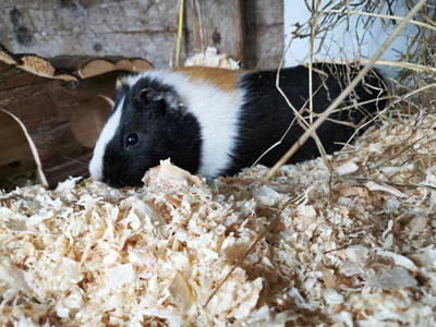 Bild 23 aus  Ferienhof  Nina Weilandt