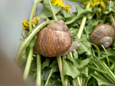 Bild 42 aus  FamilienWeinGut Feser mit Ferienwohnungen, Vinothek und Erlebnis am Jakobsweg-Rheinhessen
