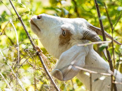 Bild 29 aus  Ferienwohnung Dachsmühle: Natur und Tiere