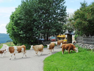 Bild 8 aus  Willkommen bei Familie Gutmann  auf dem Itzenwaldhof