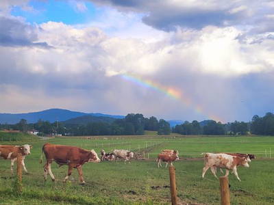 Bild 21 aus  Burgstallhof