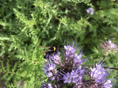 Bild 16 aus  Weingut und Gästehaus Kruft-Willems