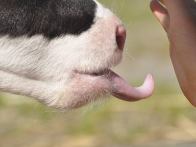 Bild 4 aus  Ferienhof Borchers