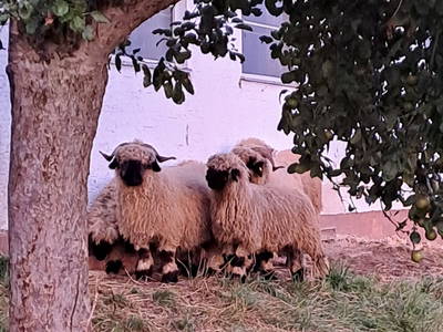 Bild 33 aus  Ferienhof Pauli