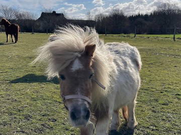 Bild 21 aus  Ferienhof Sell Bauernhofurlaub Ostsee Ponys