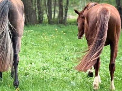 Bild 10 aus  Ferienwohnung Pferdezucht Bickenalb