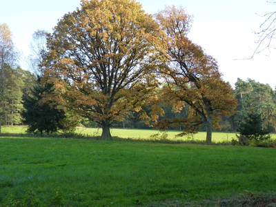 Bild 53 aus  Leverenzhof