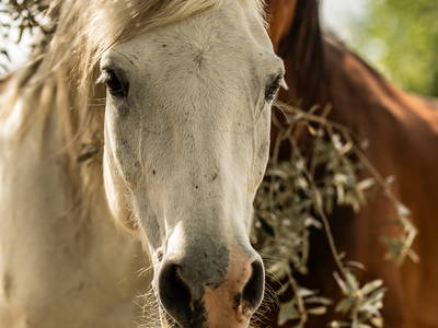 Bild 8 aus  Ferienwohnungen auf kleinem Reiterhof mit Pool