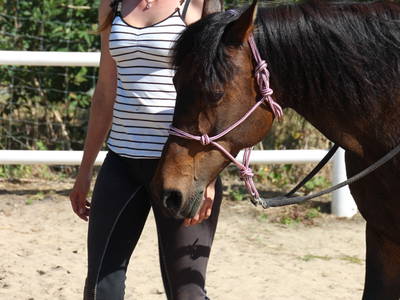 Bild 29 aus  Ferienhof Peter -  Ponys - streicheln, striegeln, füttern  -  Wattwanderungen + ganz viel Nordsee