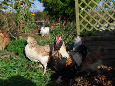 Bild 42 aus  Ahoi Ostsee:  Bauernhof und OstseeUrlaub - Ferienhof Becker in Dahme