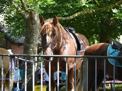 Bild 13 aus  Ferienhof Peter -  Ponys - streicheln, striegeln, füttern  -  Wattwanderungen + ganz viel Nordsee