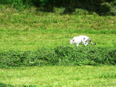 Bild 34 aus  Schelterhof