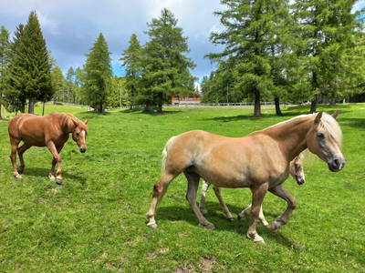 Bild 15 aus  Boznermüllerhof