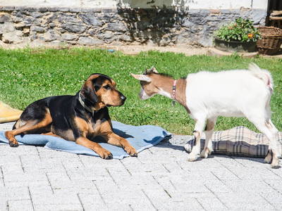 Bild 32 aus  Der Ofenmacherhof  Urlaub am Bauernhof