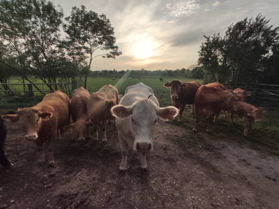 Bild 8 aus  Ferienwohnungen Schulze Althoff