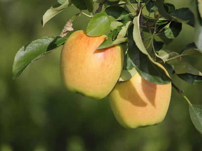 Bild 5 aus  Schlecht`n Hof