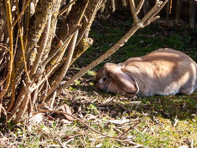 Bild 10 aus  Huberhof Riedering