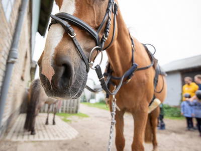 Bild 8 aus  LINDENHOF- BAUERNHOFURLAUB / OSTSEENÄHE