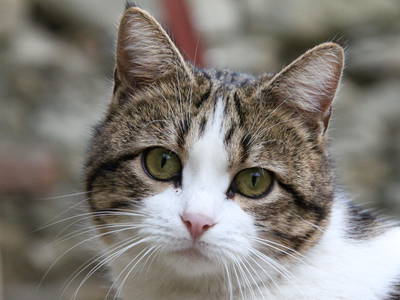 Bild 84 aus  Casa Bivignano