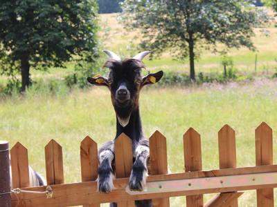 Bild 27 aus  Gut Sommereichen