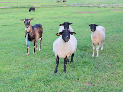 Bild 26 aus  Bauernhofurlaub auf Larbigs Art