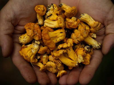 Bild 29 aus  RAMENAI Das Böhmerwaldlerdorf