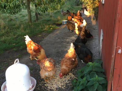 Bild 22 aus  Luftsnapper & Fellnasen