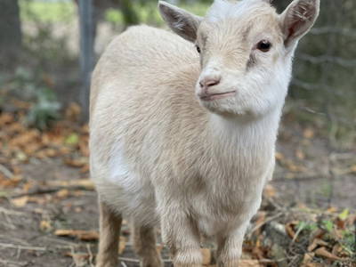 Bild 39 aus  Nübbelhof