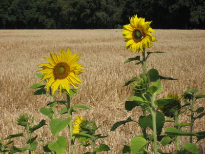 Sonnenblumen