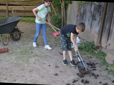Mitarbeit bei der täglichen Stallzeit