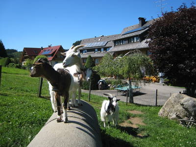 Bild 19 aus  Landhaus Rombach