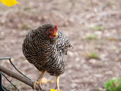 Bild 3 aus  Hof Altasilva - Rosenhof