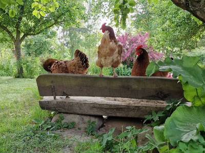 Bild 30 aus  Urlaub unterm Reet