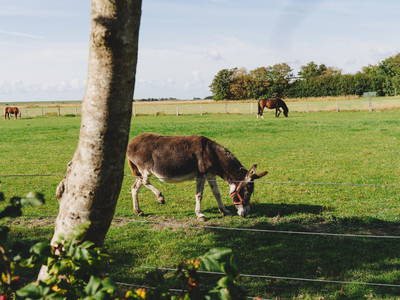 Esel auf dem Bauernhof