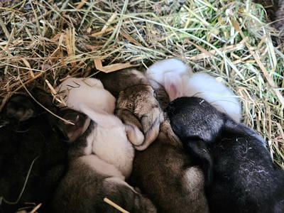 Bild 56 aus  Frankhof